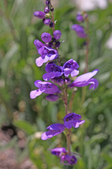 Penstemon strictus