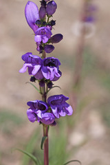 Penstemon strictus