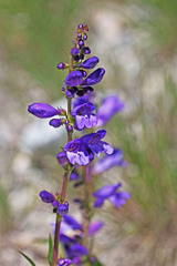 Penstemon strictus