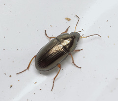 Amara familiaris