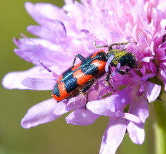 Trichodes alvearius