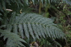 Leptopteris hymenophylloides