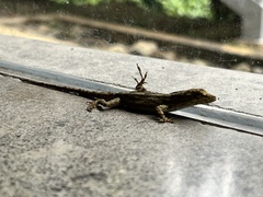 Anolis cupreus