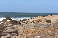 Arctocephalus australis