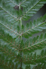 Leptopteris hymenophylloides