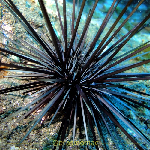 Centrostephanus sylviae