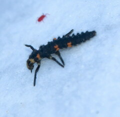 Coccinella
