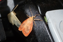Miltochrista miniata