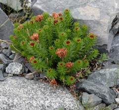 Rhodiola