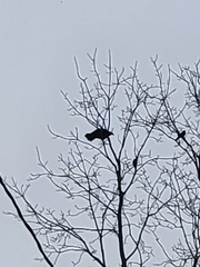 Cathartes aura