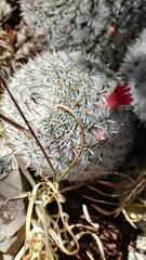 Mammillaria haageana meissneri