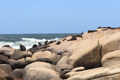 Arctocephalus australis