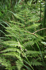 Leptolepia novae-zelandiae