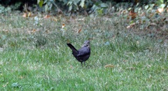 Turdus merula
