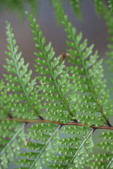 Leptolepia novae-zelandiae