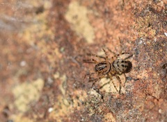 Scytodes velutina