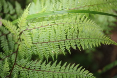 Leptolepia novae-zelandiae