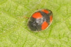 Nephus quadrimaculatus