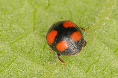 Nephus quadrimaculatus