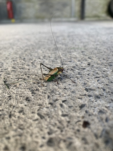 Stenophyllia modesta