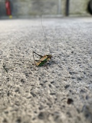 Stenophyllia modesta