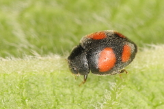 Nephus quadrimaculatus