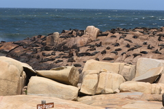 Arctocephalus australis