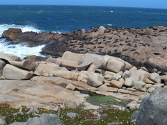 Arctocephalus australis