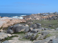 Arctocephalus australis