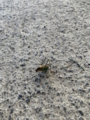 Stenophyllia modesta