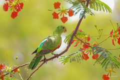 Red-Winged Parrot photo 3