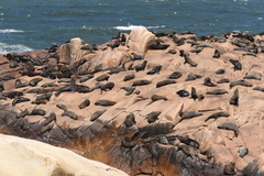 Arctocephalus australis