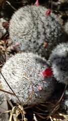 Mammillaria haageana meissneri