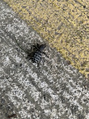 Aegorhinus superciliosus