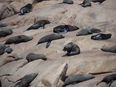 Arctocephalus australis