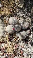 Mammillaria haageana meissneri