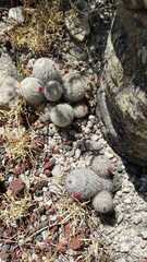 Mammillaria haageana meissneri