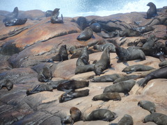 Arctocephalus australis