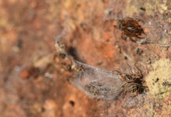 Scytodes velutina