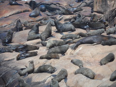 Arctocephalus australis