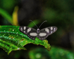 Oleria zelica