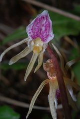 Epipogium aphyllum