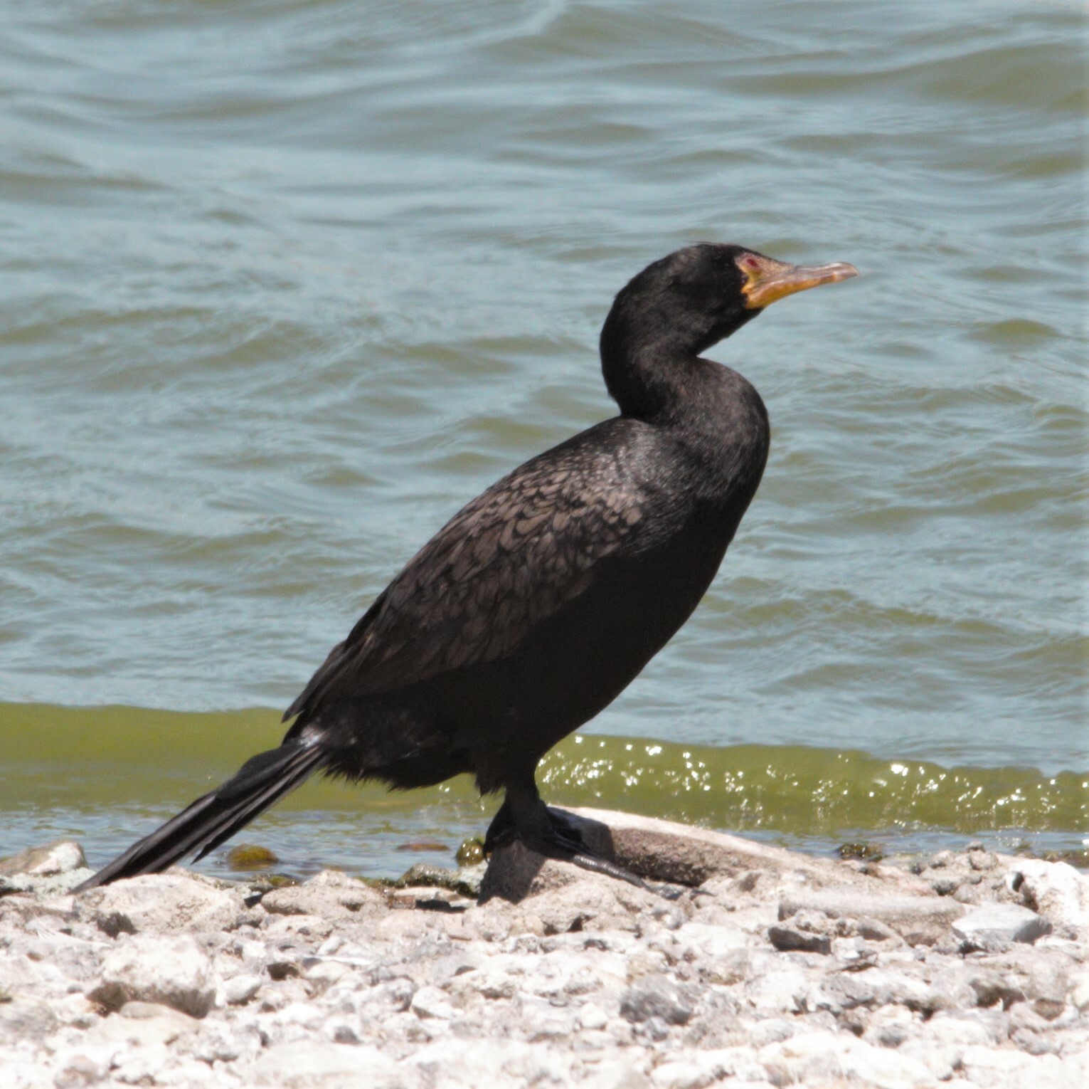 Crowned Cormorant (Microcarbo coronatus) · iNaturalist