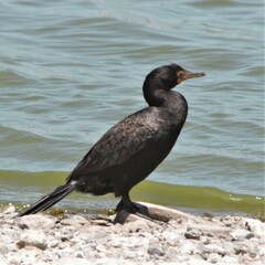 Microcarbo coronatus