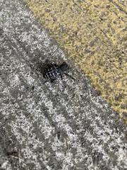 Aegorhinus superciliosus