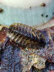 Lamprohiza mulsantii