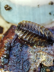 Lamprohiza mulsantii