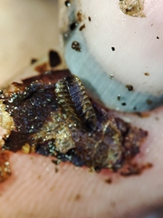 Lamprohiza mulsantii