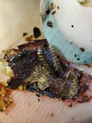 Lamprohiza mulsantii