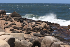 Arctocephalus australis